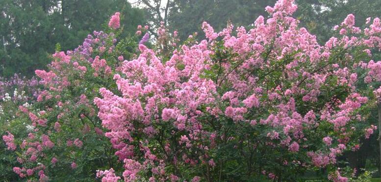 蚂蚁庄园12月13日：植物也怕痒下面哪种植物被称为痒痒树？